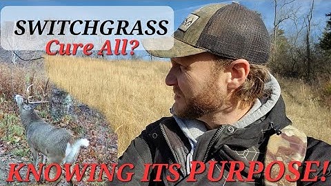 Switchgrass Knowledge For Whitetail Deer Habitat