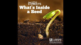 Little Sprouts: What's Inside A Seed?