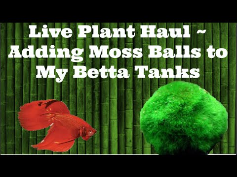 travel rock bariloche Live Plant Haul ~ Adding Moss Balls to My Betta Tanks