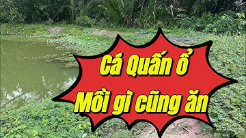 Video dài ko cắt dựng , nhịp phao run liên tục , cá quấn ổ , mồi nào cũng ăn #fishing #cauca #nature