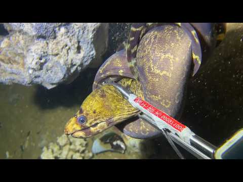 Underwater diving to catch eels, crabs, and lobsters🐟️2026-06-27