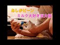 保護猫 父との二人暮らしスタート　～豆大福2話目～