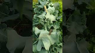 mid June tour of the outside vegetables garden