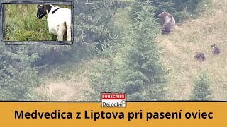 Medvedica z Liptova pri pasení oviec ⛰🐑🐻🐑⛰