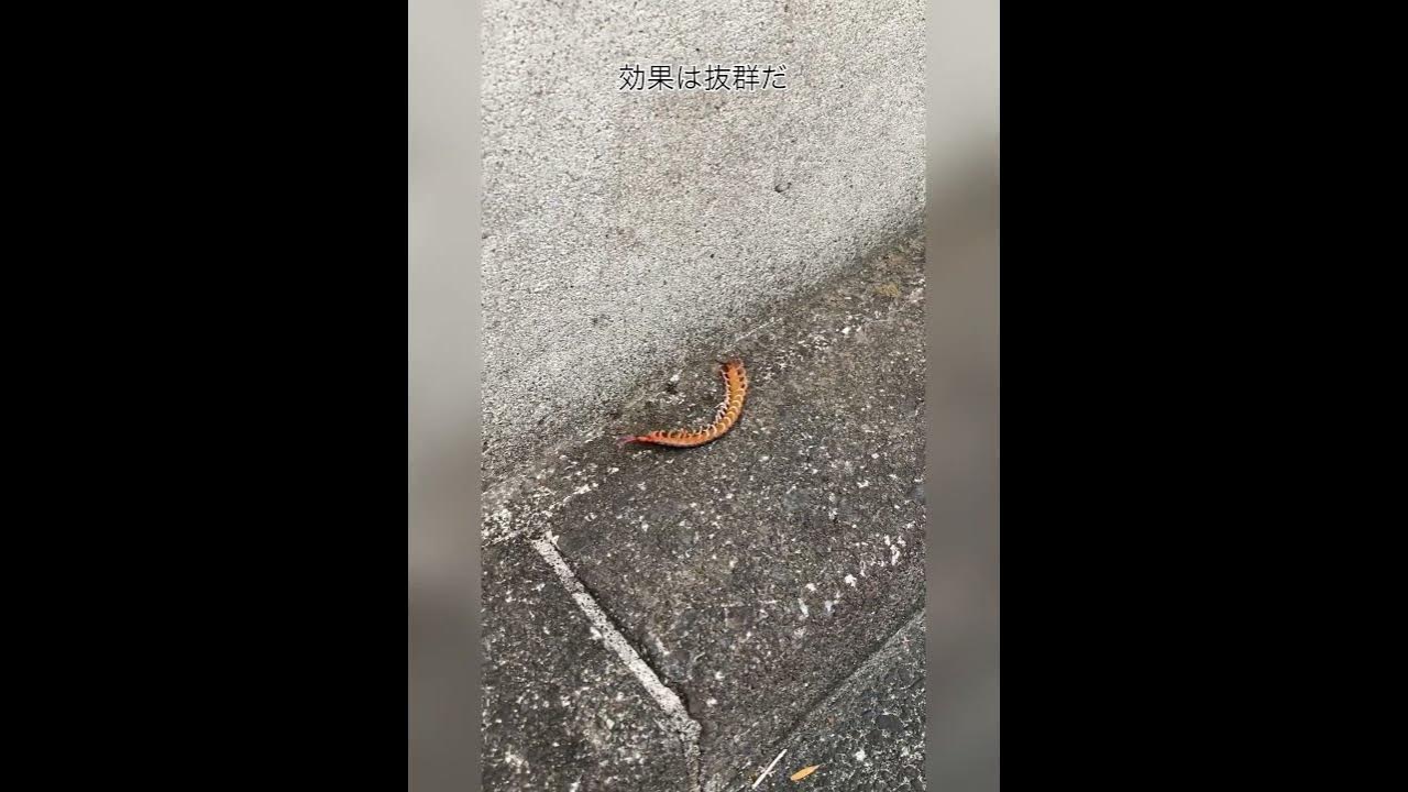 凍らす殺虫剤を大ムカデ相手に使ってみた！ 