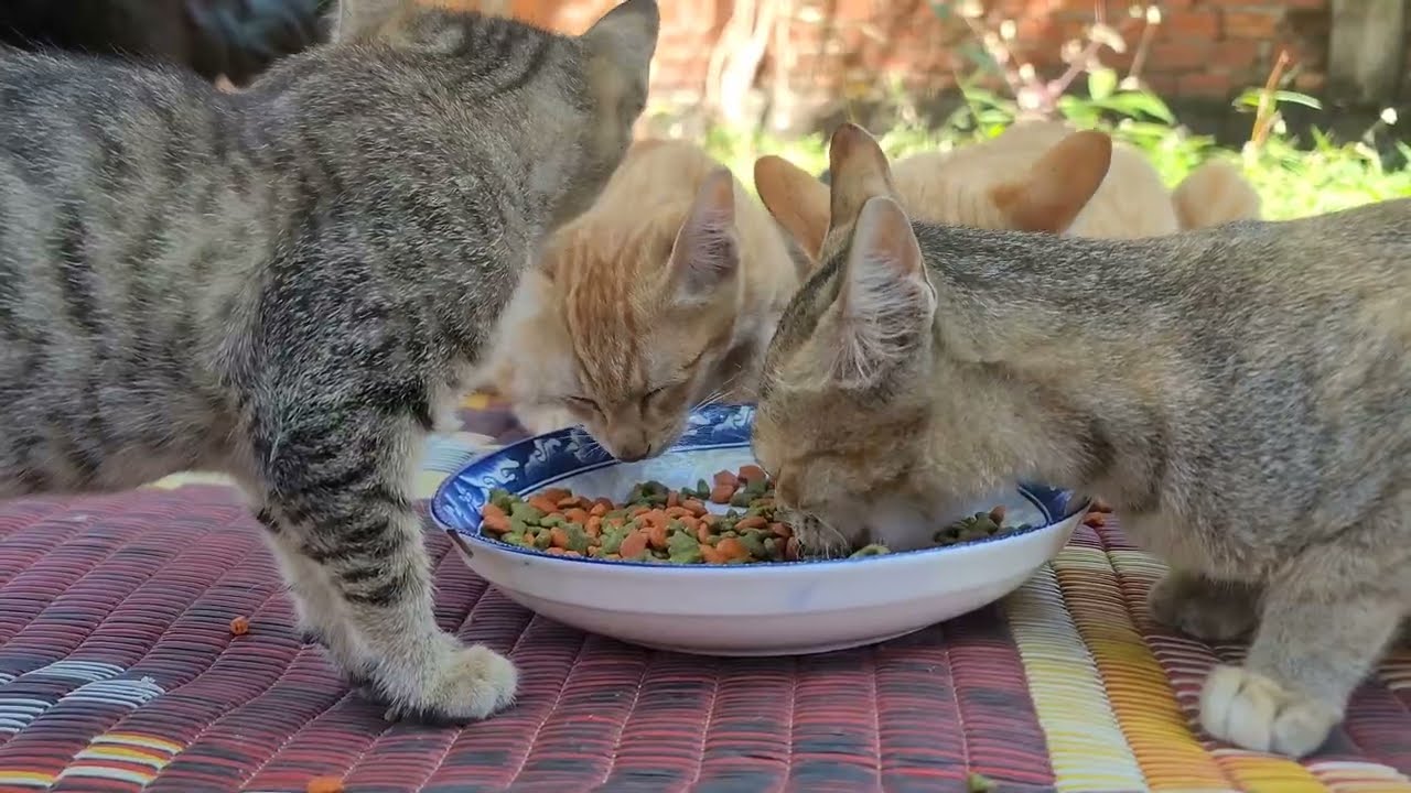 Everyday Care, Gentle Love: Helping Scared Foster Animals Trust Again | Paw & Hoof Life