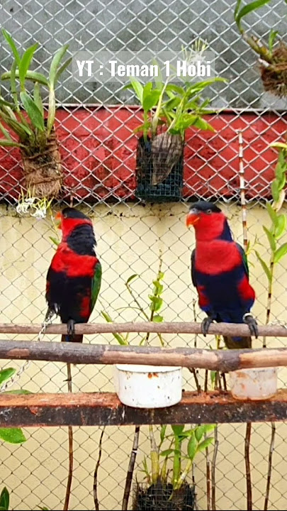 ADU KICAU SEPASANG NURI KEPALA HITAM PAPUA #bird