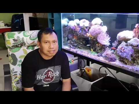 Video: Cara Menjaga Akuarium Laut