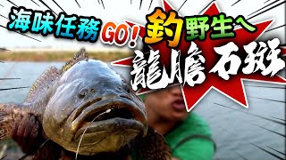 【海味任務GO!!釣野生龍膽石斑!!】膠原蛋白超厚der!! 