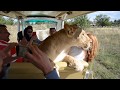СМОТРЕТЬ ВСЕМ  !!! В  "Тайгане " львица Лола катается с туристами в автомобиле  по Саванне !!!