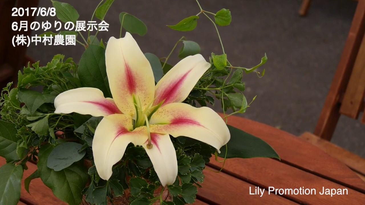＊＊ゆりの花ページ＊＊ 産直】今井ゆり園のシトラスフェアリーリリー