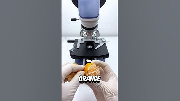 Orange under the microscope 🔬😱