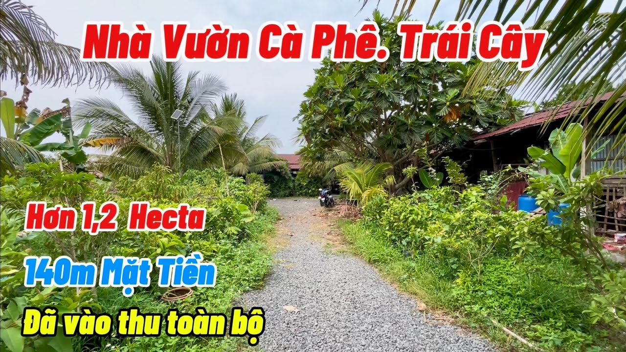 Bán Nhà Vườn cà phê, trái cây đã vào thu. Kèm cả chuồng trại chăn nuôi. Mặt tiền dài miên man. 