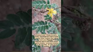 Tribulus terrestris