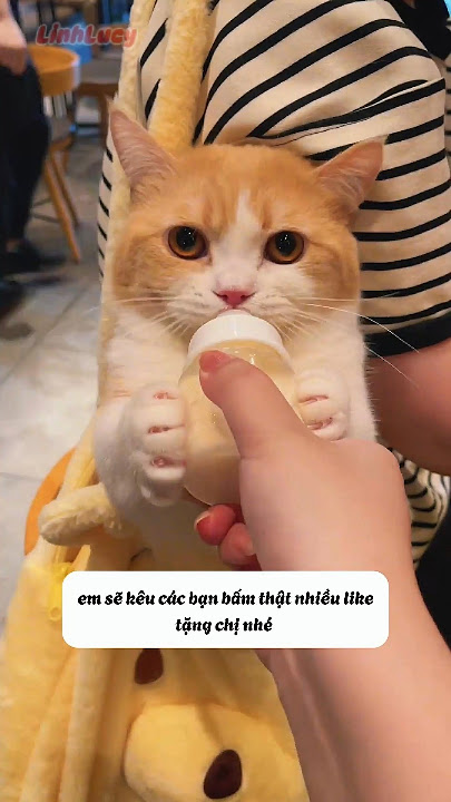 Em mèo xinh xắn đói bụng #shorts