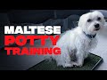 Steps to Potty Training your Maltese Puppy-Housebreaking Maltese Puppies
