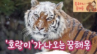 '호랑이'가 나오는 꿈해몽 #동물꿈 #호랑이꿈 #꿈해몽