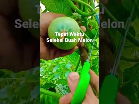 Seleksi Buah Melon Yang DI Besarkan, Tanam Melon