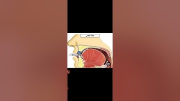 دورة أحكام التجويد للمبتدئين/ صفات الحروف/صفة التكرير + صفة التفشى