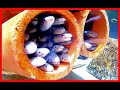 【Kids toy Box 水族館シリーズ 04】★ アナゴ conger eel / Aquarium / 癒し リラックス★