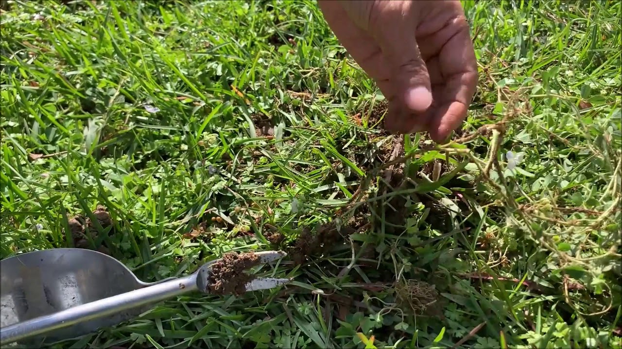 蔓花生缺點 Ontargive