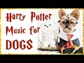 Harry Potter Music for Dogs - Relaxing Music for Dogs and Harry Potter fans
