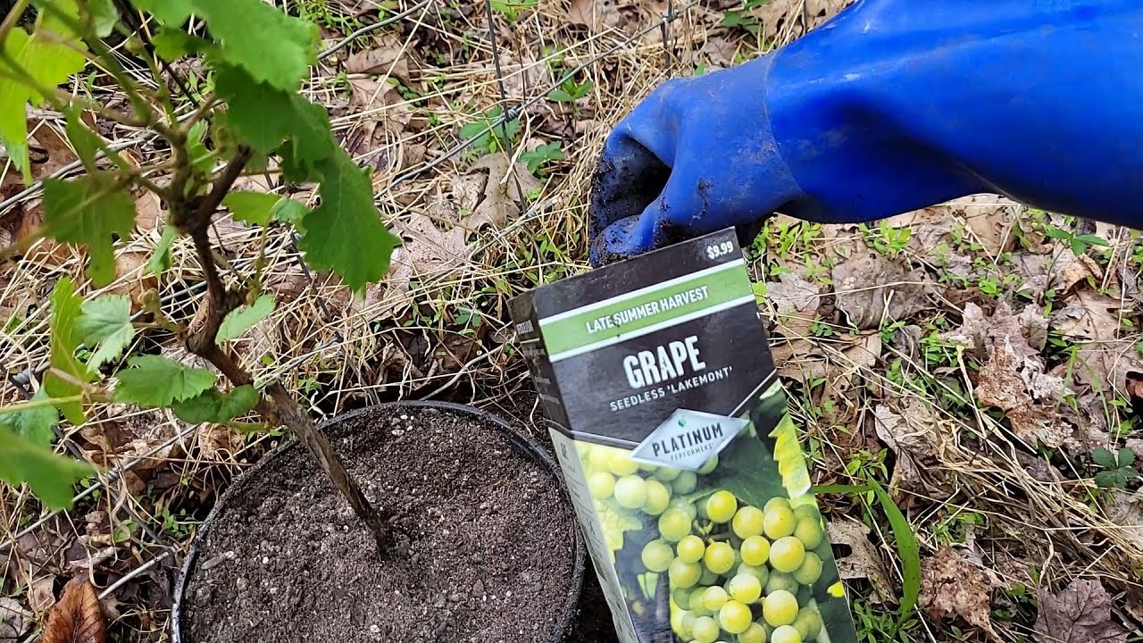 Grapes In-ground/Container hybrid 