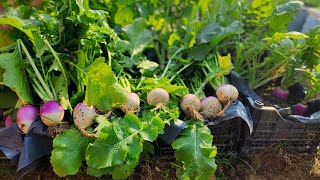 Easy Winter Vegetable To Grow From Seed To Harvest - Growing Tons Of Turnips