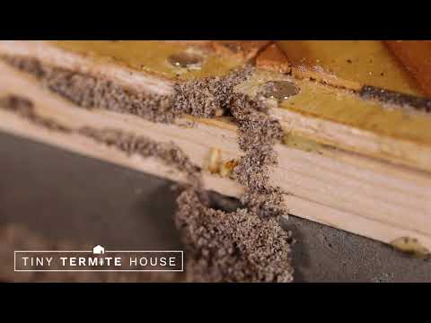 Mud Tubes in Tiny Termite House
