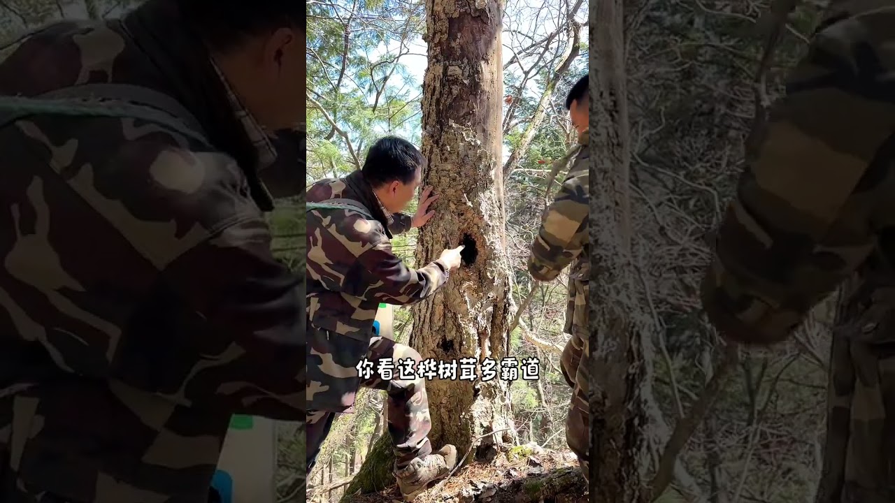 开春了跟我进山里看看吧！景色好东西啥都有#记录我的农村生活 #记录大山生活，#大自然的馈赠