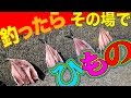 堤防で美味しい魚を釣ろう！釣り場で作る干物 Surf-fishing