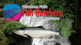 Washington State Fish Hatchery At Whatcom Falls Bellingham Washington by BellinghamsterTrail 2,202 views 8 years ago 4 minutes, 5 seconds