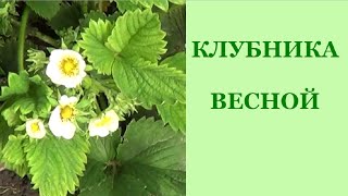 Клубника весной(Клубника весной. Моя клубника хорошо цветет, несмотря на то, что кусты сплелись между собой и образовали..., 2016-04-27T16:55:15.000Z)