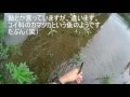 荒川でカマツカ（たぶん）っていうコイ科の魚が釣れた