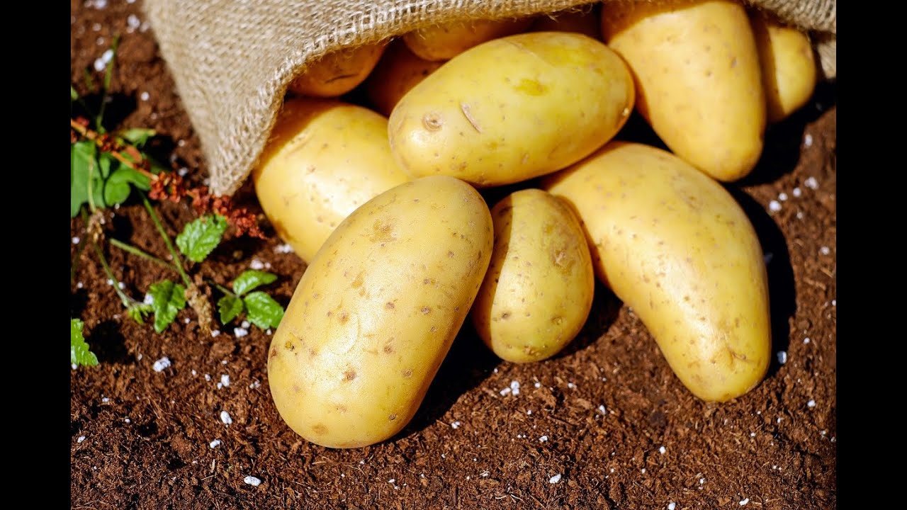 Grow Potatoes using JUST the Eye 