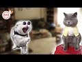 Best Funny TikTok Pets Videos - Tik Tok US UK 2019