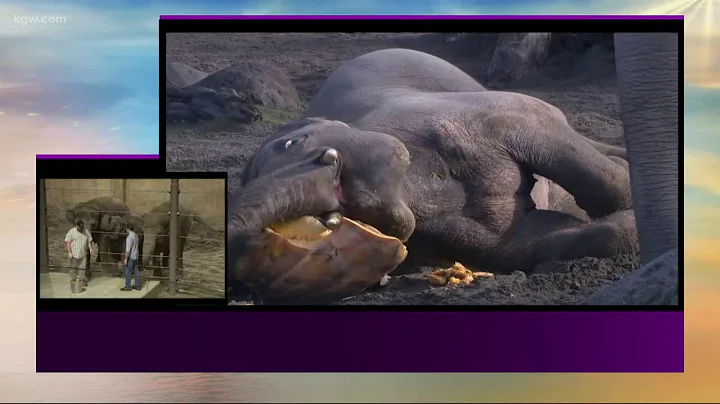 "Squishing of the Squash" at the Oregon Zoo