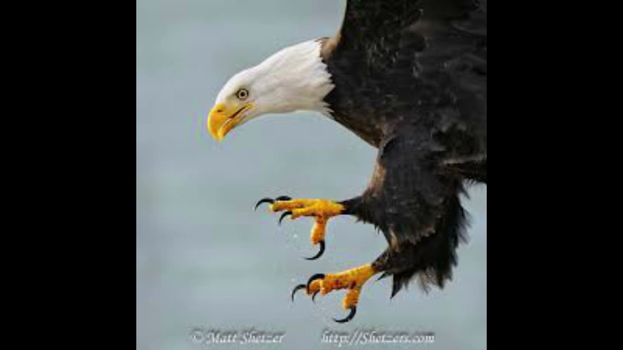 Heheh bye snowkit (not my art or audio!) 