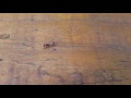Elongate Twig Ant at Moccasin Lake Park