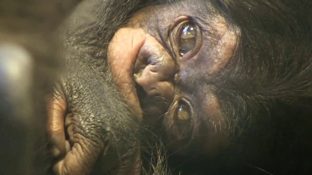 東山チンパンジー 双子の赤ちゃん 15  Chimpanzee twin baby