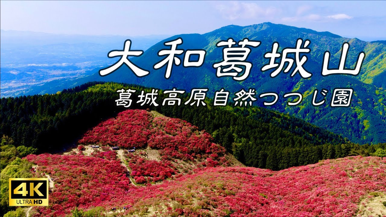 奈良観光 大和葛城山 葛城高原 自然つつじ園 ドローン空撮 葛城山を彩る赤い絨毯 4k Ultra Hd 癒しの動画 Japanese Beauty Youtube