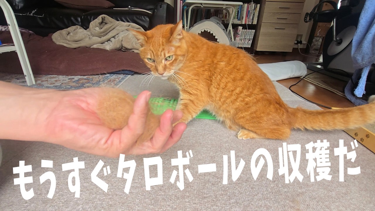 Is it still too early for Taro to play ball? Trimming Goro's claws