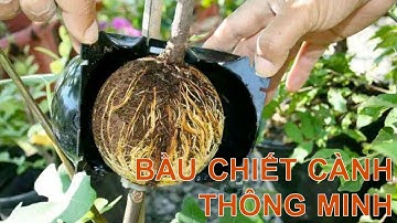 Bầu chiết cành cây, tăng khả năng ra rễ, chống úng cành chiết, tái sử dụng nhiều lần