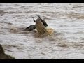 CROCS ATTACK Wildebeest at Mara River-NEEDS BETTER TECHNIQUE!