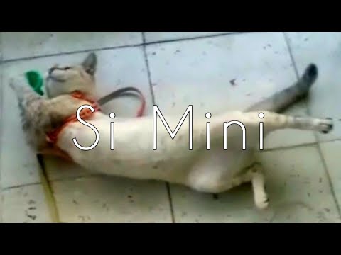Video: Kucing Siam Tidak Sama Seperti Dia Nampak