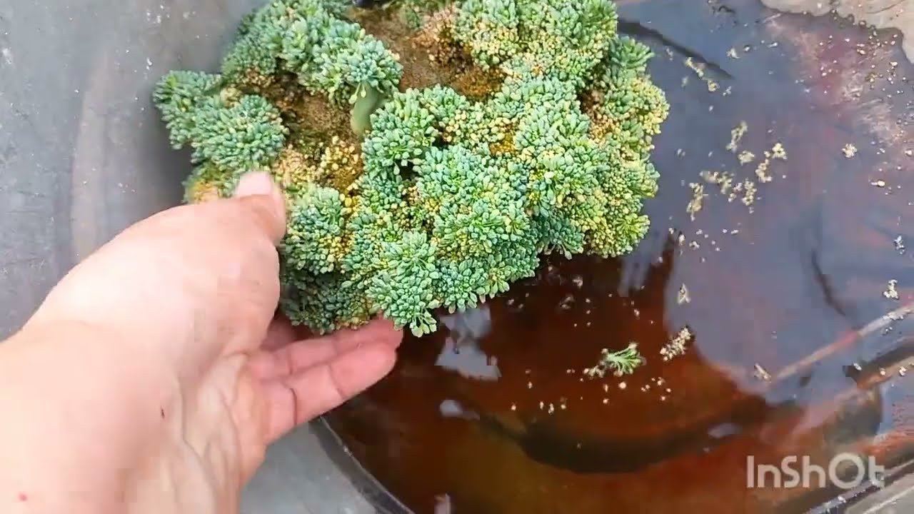 Дача  3 сезон 2023  сюжет 1  июль