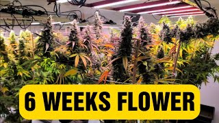 6 WEEKS OF FLOWER: Squatch Style!