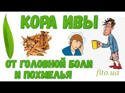 Кора ивы: лечебные свойства и противопоказания - от похмелья и головной боли