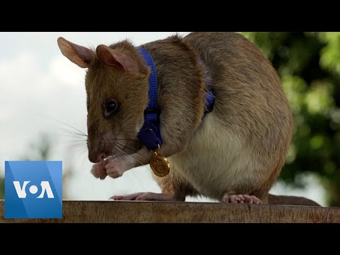 Rat Gets Gold Medal for Landmine Detection