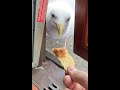 day 13 of feeding my pet seagull to gain his trust